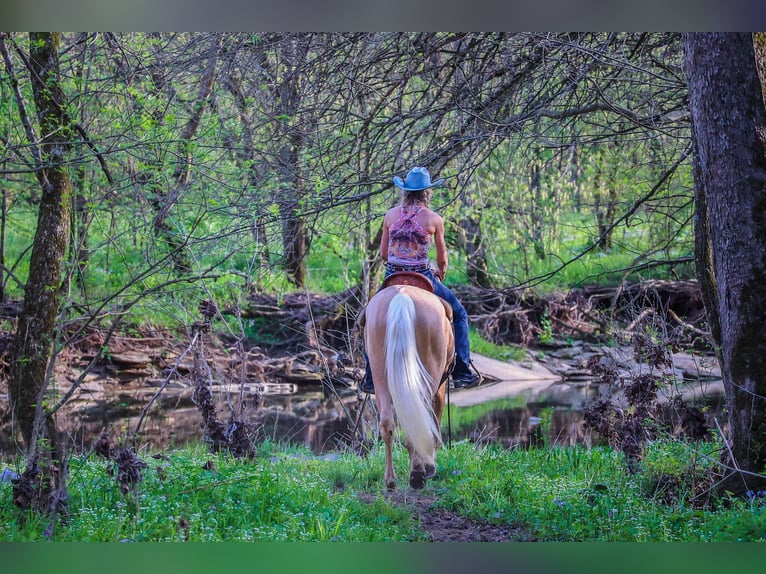 Kentucky Mountain Saddle Horse Caballo castrado 5 años 150 cm Palomino in Flemingsburg KY