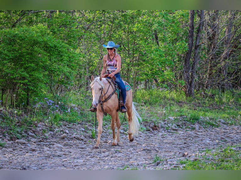 Kentucky Mountain Saddle Horse Caballo castrado 5 años 150 cm Palomino in Flemingsburg KY