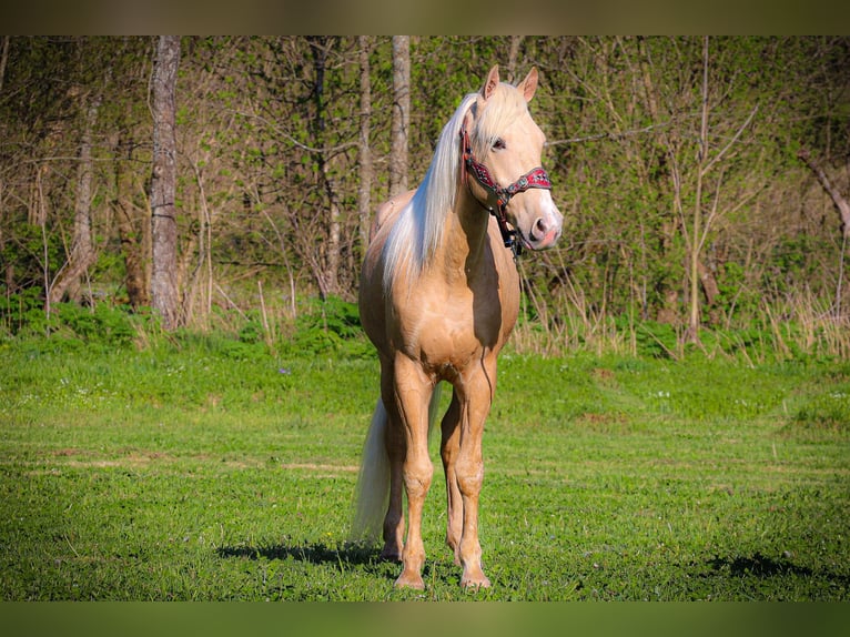 Kentucky Mountain Saddle Horse Caballo castrado 5 años 150 cm Palomino in Flemingsburg KY