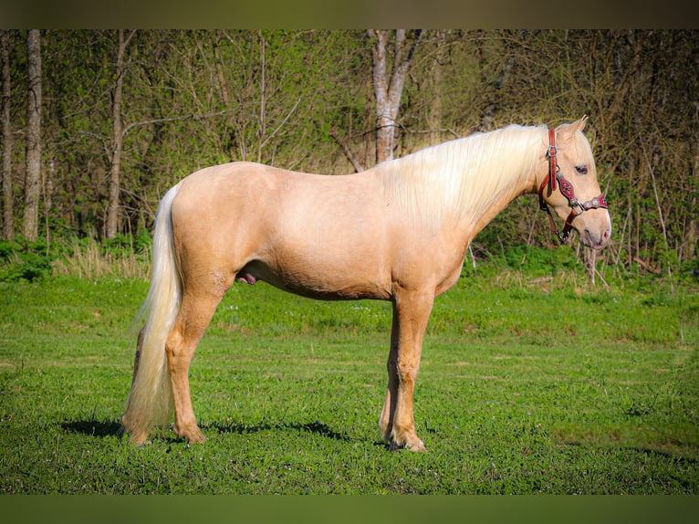 Kentucky Mountain Saddle Horse Caballo castrado 5 años 150 cm Palomino in Flemingsburg KY