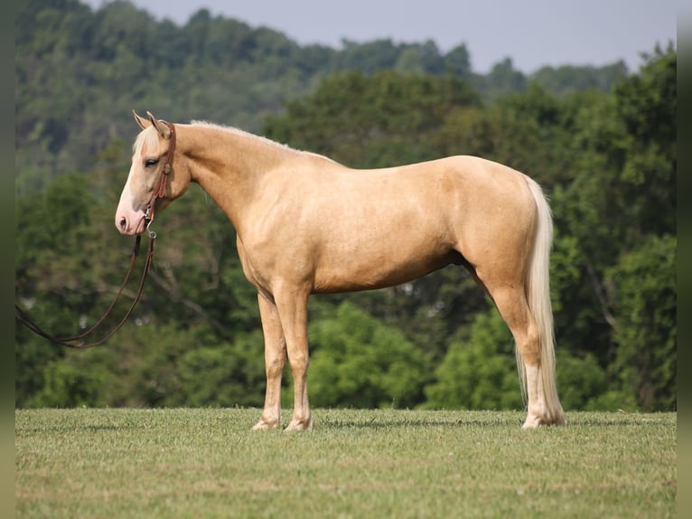 Kentucky Mountain Saddle Horse Caballo castrado 5 años 150 cm Palomino in Parkers Lake, Ky