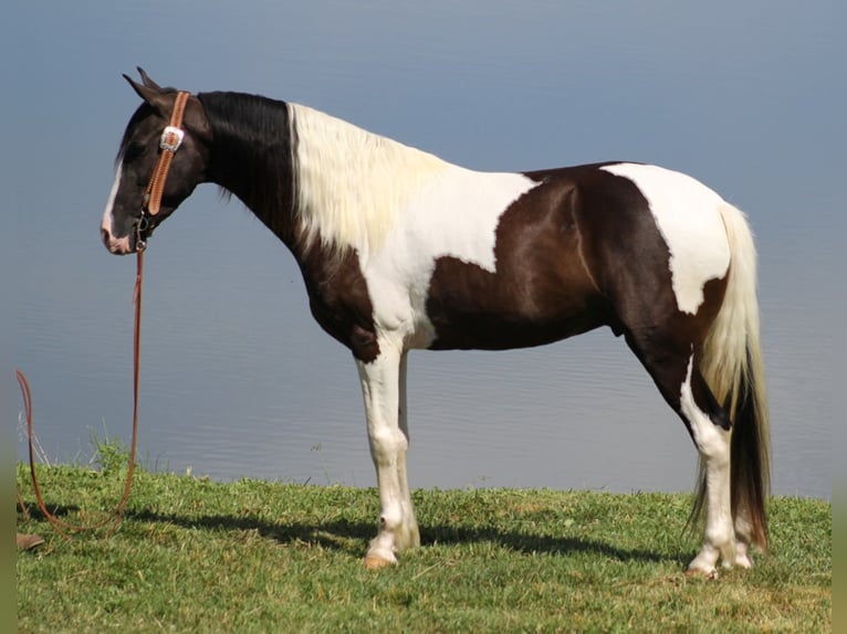 Kentucky Mountain Saddle Horse Caballo castrado 5 años Tobiano-todas las-capas in wHITLEY cITY kY