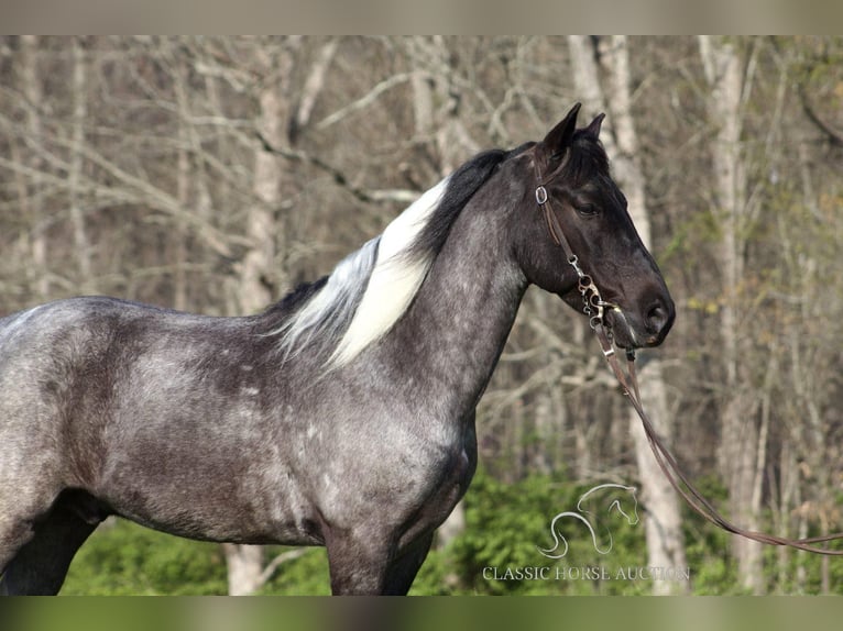 Kentucky Mountain Saddle Horse Caballo castrado 6 años 142 cm Ruano azulado in Whitley City, KY