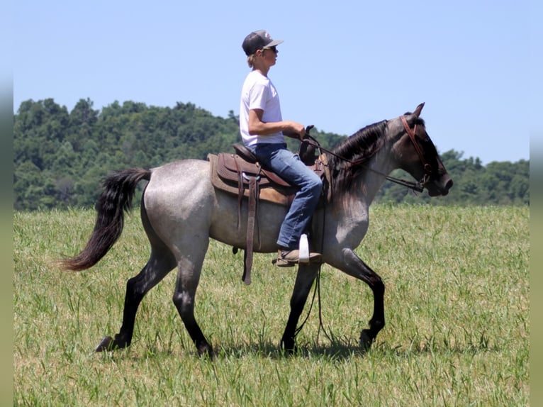 Kentucky Mountain Saddle Horse Caballo castrado 6 años 147 cm Ruano azulado in Whitley City KY