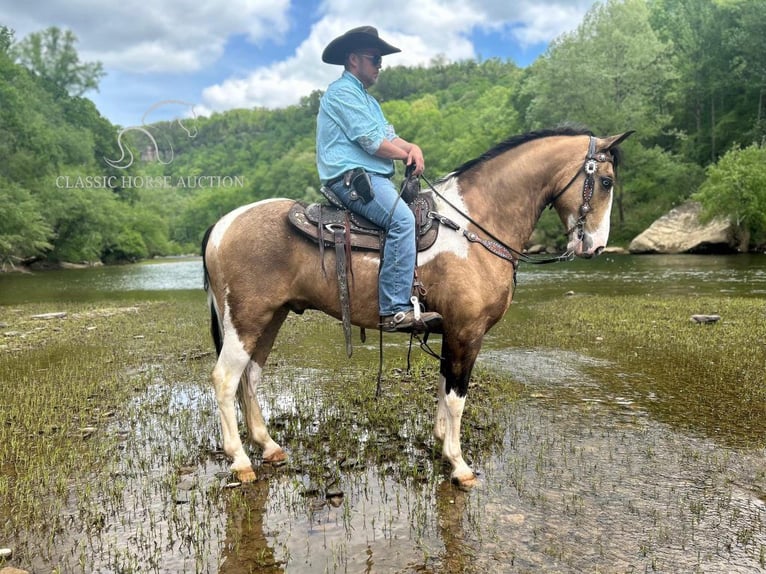 Kentucky Mountain Saddle Horse Caballo castrado 6 años 152 cm Buckskin/Bayo in Whitley City, KY