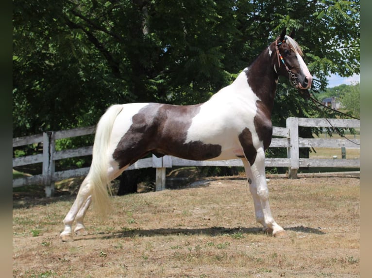 Kentucky Mountain Saddle Horse Caballo castrado 6 años 160 cm Tobiano-todas las-capas in Mount Vernon Ky