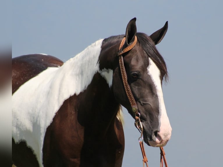 Kentucky Mountain Saddle Horse Caballo castrado 6 años Tobiano-todas las-capas in wHITLEY cITY kY