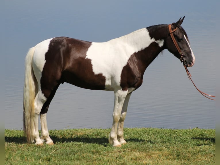 Kentucky Mountain Saddle Horse Caballo castrado 6 años Tobiano-todas las-capas in wHITLEY cITY kY