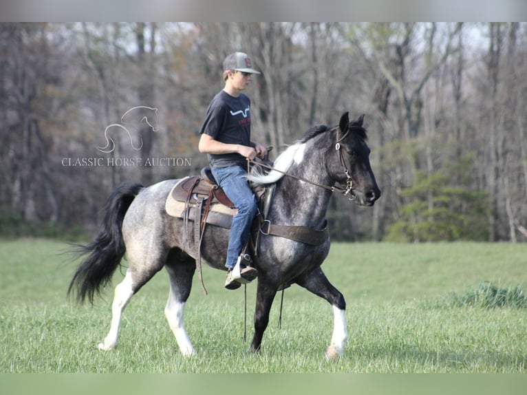 Kentucky Mountain Saddle Horse Caballo castrado 7 años 142 cm Ruano azulado in Whitley City, KY