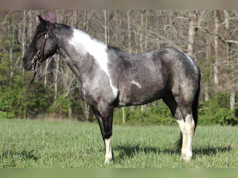 Kentucky Mountain Saddle Horse Caballo castrado 7 años 142 cm Ruano azulado in Whitley City, KY