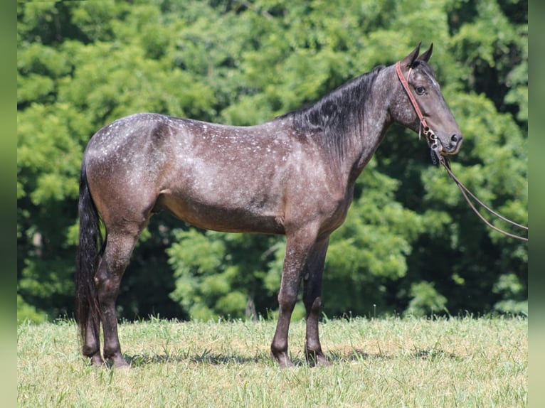 Kentucky Mountain Saddle Horse Caballo castrado 7 años 150 cm Tordo in Whitley City KY