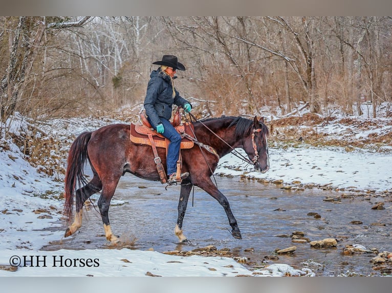 Kentucky Mountain Saddle Horse Caballo castrado 7 años 152 cm Negro in Flemingsburg Ky