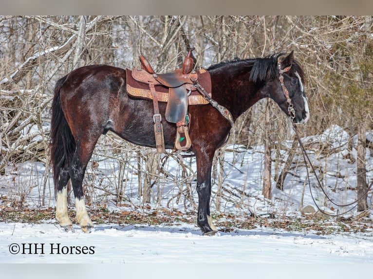 Kentucky Mountain Saddle Horse Caballo castrado 7 años 152 cm Negro in Flemingsburg Ky