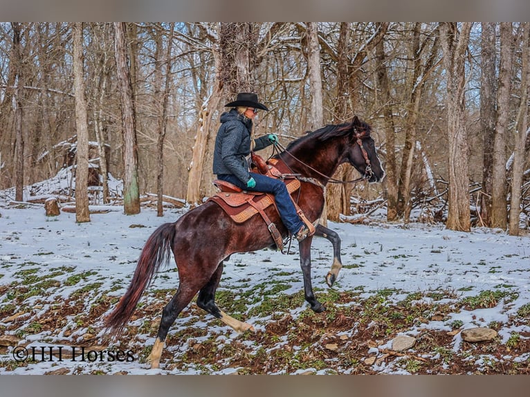 Kentucky Mountain Saddle Horse Caballo castrado 7 años 152 cm Negro in Flemingsburg Ky