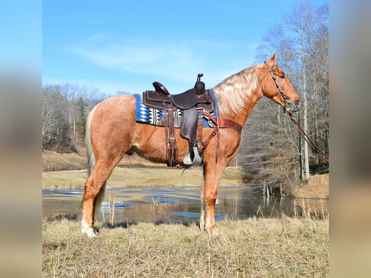 Kentucky Mountain Saddle Horse Caballo castrado 7 años 152 cm Palomino in Salyersville KY