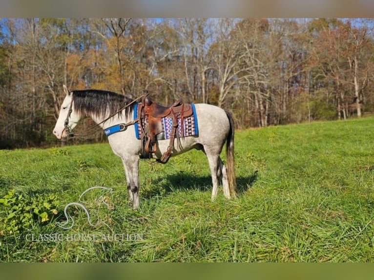 Kentucky Mountain Saddle Horse Caballo castrado 7 años 152 cm Tordo in Gillsville, GA