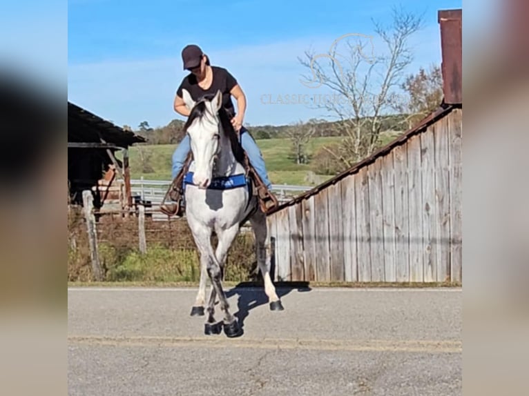 Kentucky Mountain Saddle Horse Caballo castrado 7 años 152 cm Tordo in Gillsville, GA