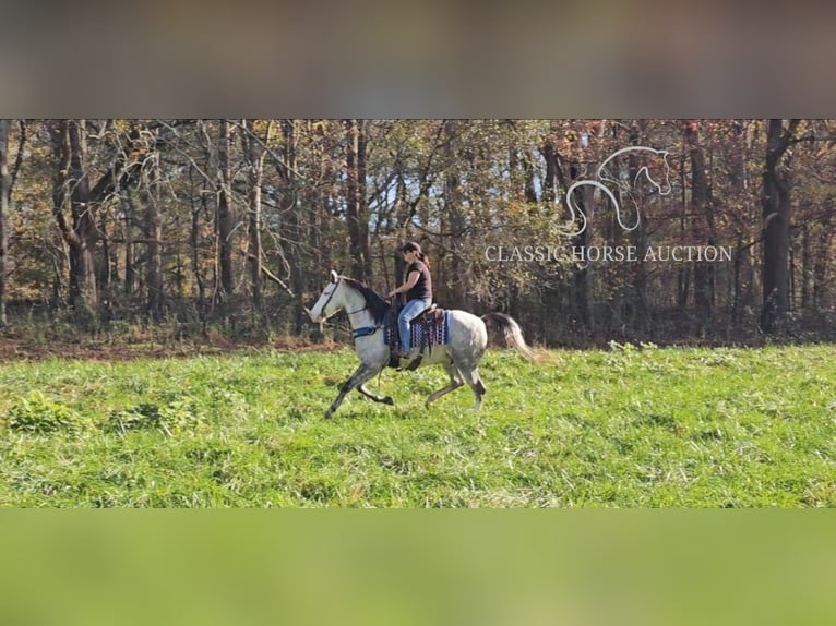 Kentucky Mountain Saddle Horse Caballo castrado 7 años 152 cm Tordo in Gillsville, GA