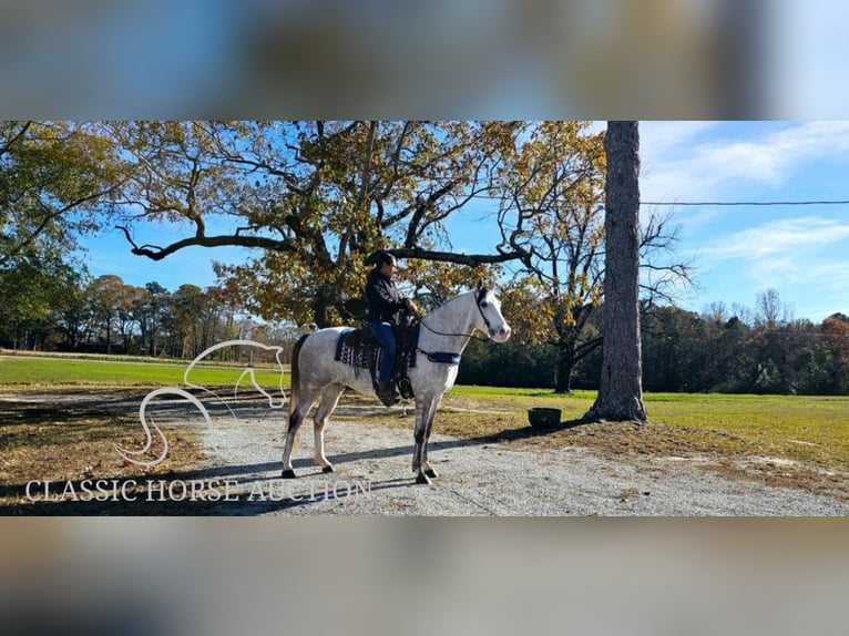 Kentucky Mountain Saddle Horse Caballo castrado 7 años 152 cm Tordo in Gillsville, GA