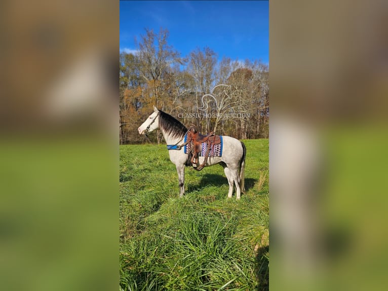 Kentucky Mountain Saddle Horse Caballo castrado 7 años 152 cm Tordo in Gillsville, GA