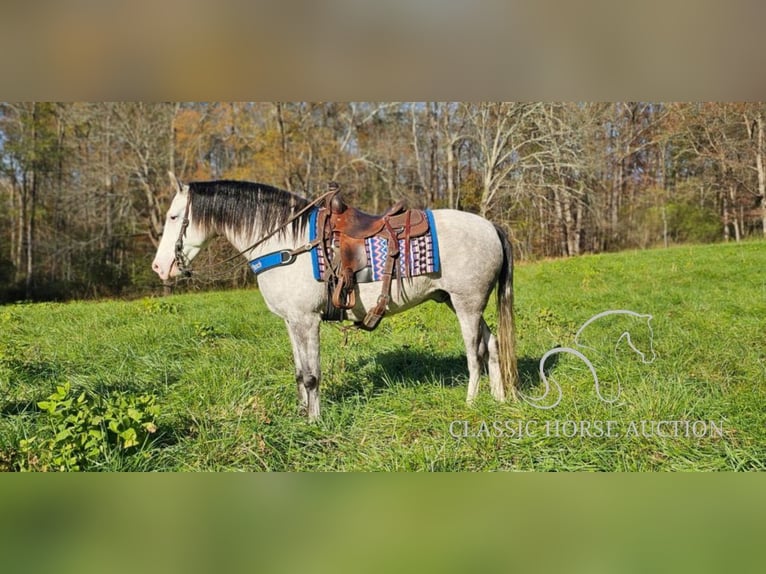 Kentucky Mountain Saddle Horse Caballo castrado 7 años 152 cm Tordo in Gillsville, GA