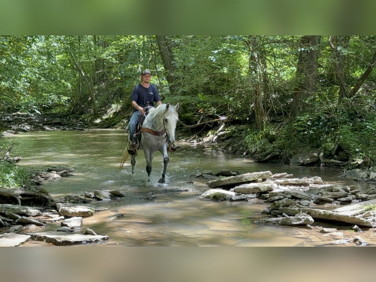 Kentucky Mountain Saddle Horse Caballo castrado 7 años 157 cm Tordo in West Liberty