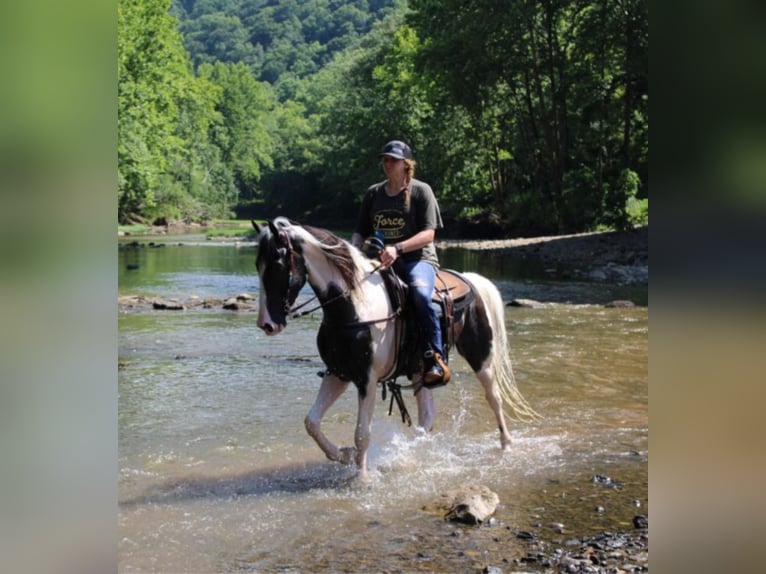 Kentucky Mountain Saddle Horse Caballo castrado 7 años 160 cm Tobiano-todas las-capas in Mount Vernon Ky