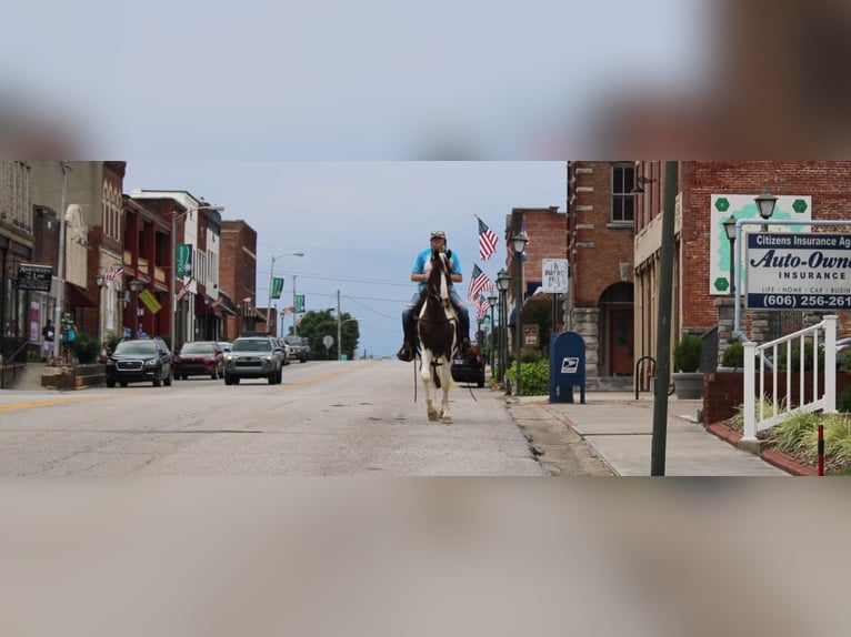 Kentucky Mountain Saddle Horse Caballo castrado 7 años 160 cm Tobiano-todas las-capas in Mount Vernon Ky