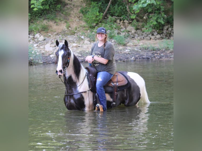 Kentucky Mountain Saddle Horse Caballo castrado 7 años 160 cm Tobiano-todas las-capas in Mount Vernon Ky