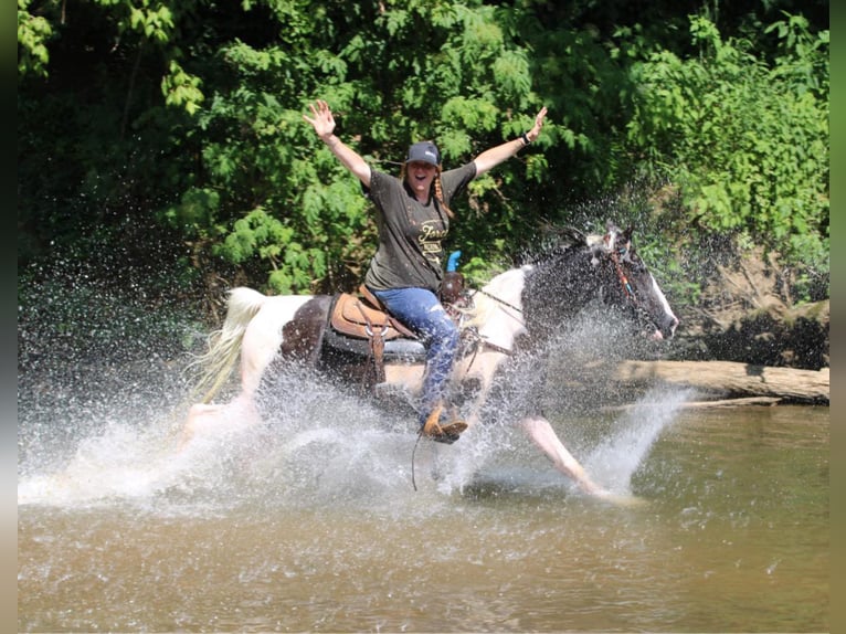 Kentucky Mountain Saddle Horse Caballo castrado 7 años 160 cm Tobiano-todas las-capas in Mount Vernon Ky