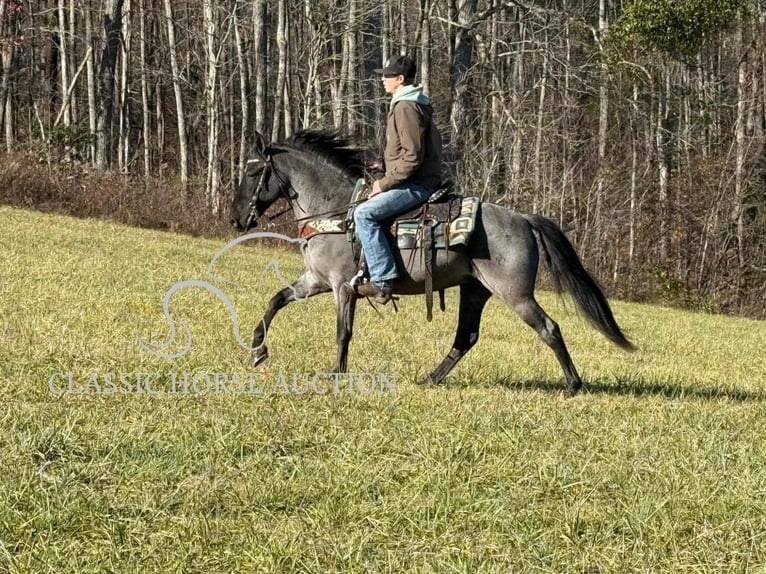 Kentucky Mountain Saddle Horse Caballo castrado 8 años 142 cm Ruano azulado in Whitley City, KY