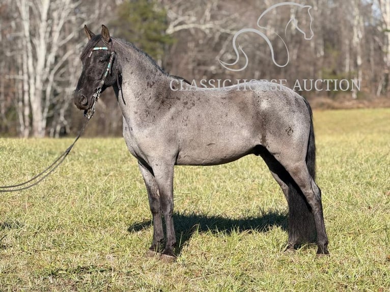 Kentucky Mountain Saddle Horse Caballo castrado 8 años 142 cm Ruano azulado in Whitley City, KY