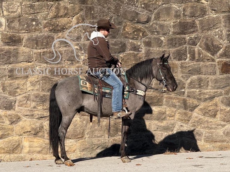 Kentucky Mountain Saddle Horse Caballo castrado 8 años 142 cm Ruano azulado in Whitley City, KY