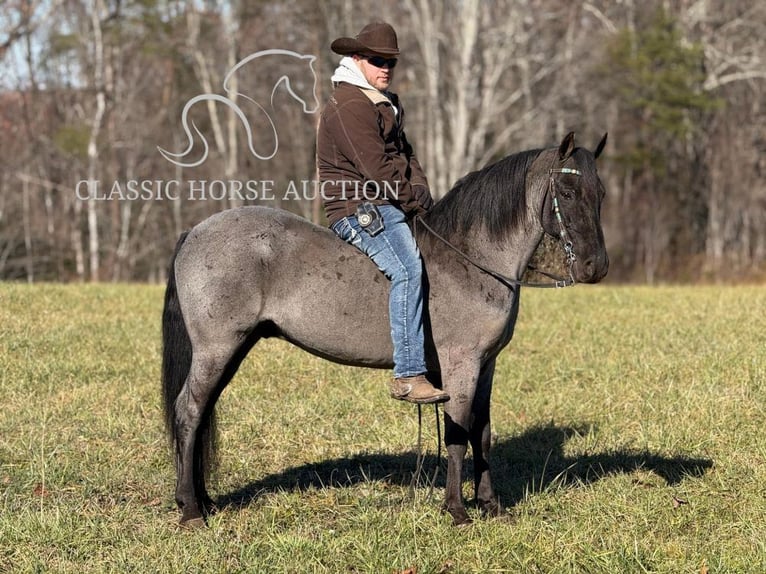 Kentucky Mountain Saddle Horse Caballo castrado 8 años 142 cm Ruano azulado in Whitley City, KY