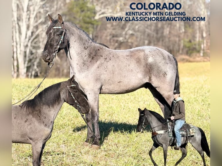 Kentucky Mountain Saddle Horse Caballo castrado 8 años 142 cm Ruano azulado in Whitley City, KY