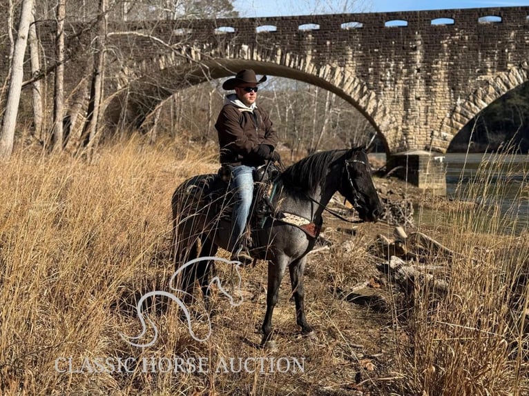 Kentucky Mountain Saddle Horse Caballo castrado 8 años 142 cm Ruano azulado in Whitley City, KY