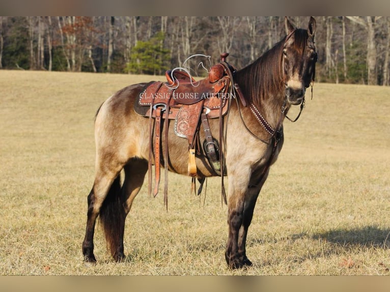 Kentucky Mountain Saddle Horse Caballo castrado 8 años 152 cm Buckskin/Bayo in Whitley City, KY