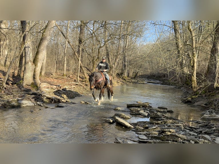 Kentucky Mountain Saddle Horse Caballo castrado 8 años 152 cm Castaño rojizo in Moscow