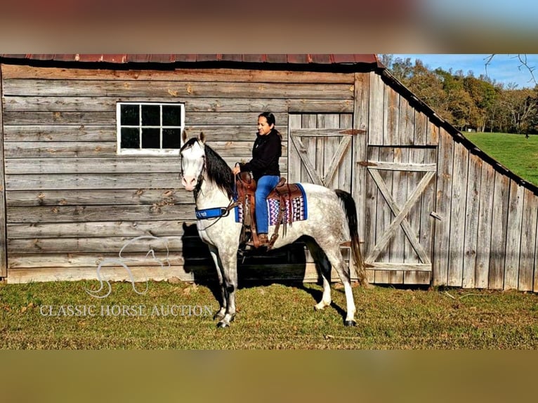 Kentucky Mountain Saddle Horse Caballo castrado 8 años 152 cm Tordo in Gillsville, GA