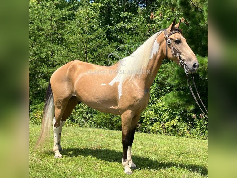 Kentucky Mountain Saddle Horse Caballo castrado 9 años 142 cm Buckskin/Bayo in Whitley City, KY