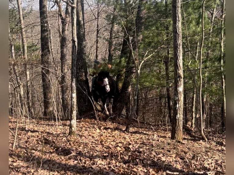 Kentucky Mountain Saddle Horse Caballo castrado 9 años 147 cm Tobiano-todas las-capas in salyersville KY
