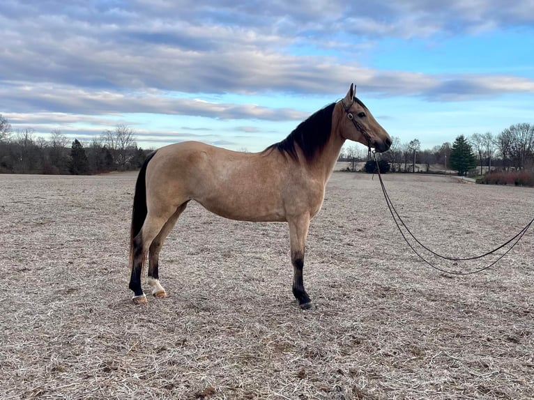 Kentucky Mountain Saddle Horse Caballo castrado 9 años 152 cm Buckskin/Bayo in Moscow, OH