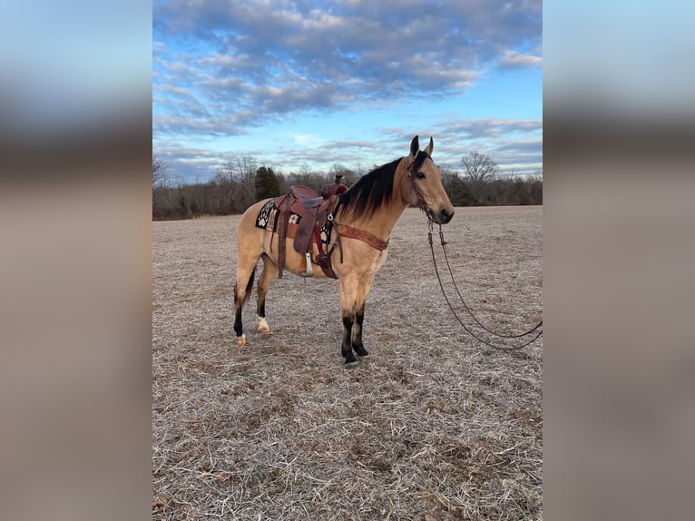 Kentucky Mountain Saddle Horse Caballo castrado 9 años 152 cm Buckskin/Bayo in Moscow, OH