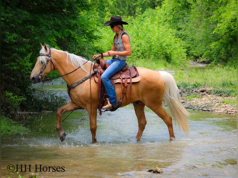 Kentucky Mountain Saddle Horse Caballo castrado 9 años 152 cm Palomino in Flemingsburg KY