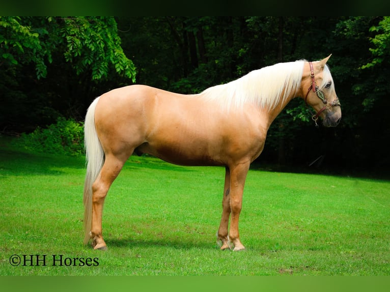 Kentucky Mountain Saddle Horse Caballo castrado 9 años 152 cm Palomino in Flemingsburg KY