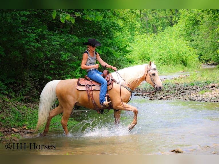 Kentucky Mountain Saddle Horse Caballo castrado 9 años 152 cm Palomino in Flemingsburg KY