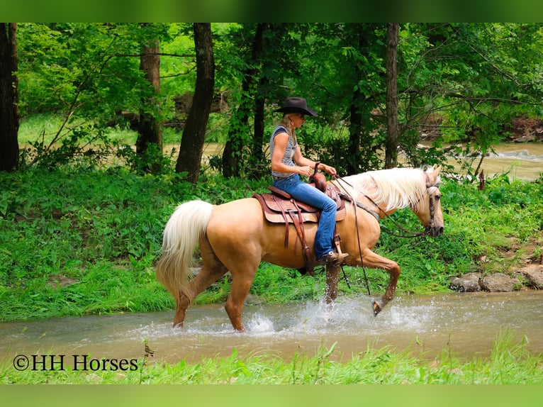Kentucky Mountain Saddle Horse Caballo castrado 9 años 152 cm Palomino in Flemingsburg KY