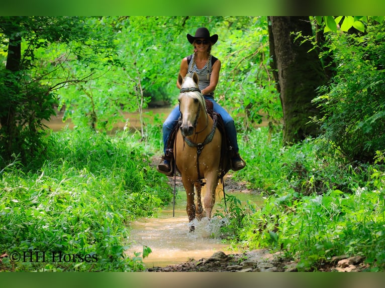 Kentucky Mountain Saddle Horse Caballo castrado 9 años 152 cm Palomino in Flemingsburg KY