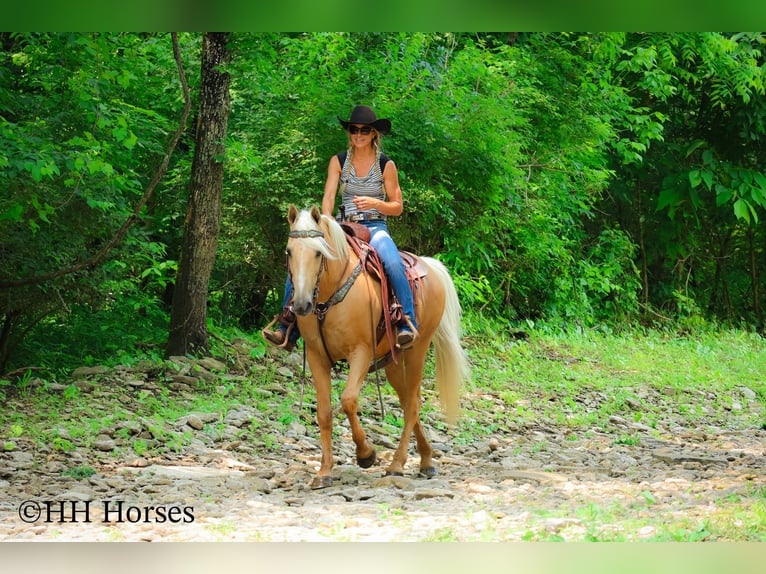 Kentucky Mountain Saddle Horse Caballo castrado 9 años 152 cm Palomino in Flemingsburg KY