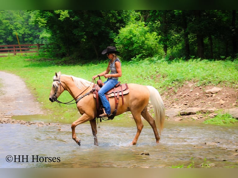 Kentucky Mountain Saddle Horse Caballo castrado 9 años 152 cm Palomino in Flemingsburg KY
